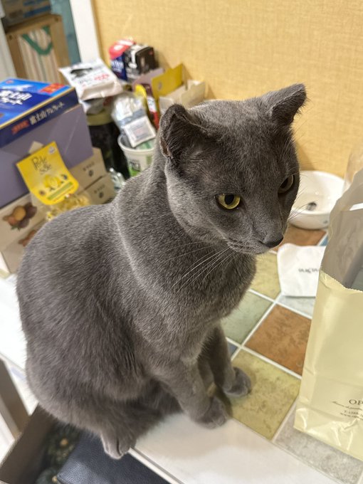 A gray cat sits on a kitchen counter surrounded by various packaged items, looking sideways with a suspiciously side-eye expression that humorously matches the post's frustrated tone about altcoins failing to rally even when Bitcoin rises.