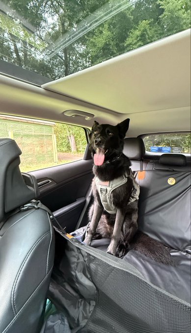 A happy black dog wearing a gray harness sits panting in the backseat of a car with a protective seat cover, with trees visible through the sunroof, on its way to enjoy a pampering spa day.