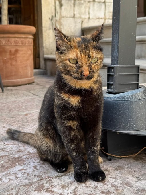 A tortoiseshell cat with striking yellow eyes sits on a stone surface next to a terracotta planter and a dark metal post.