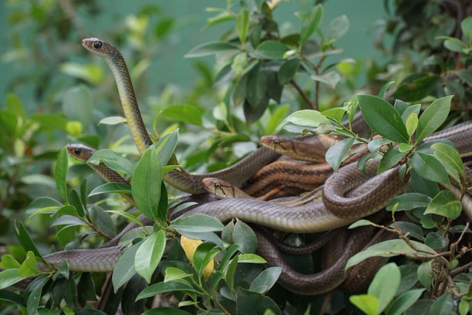 Several brown snakes coiled together among green leaves and branches.