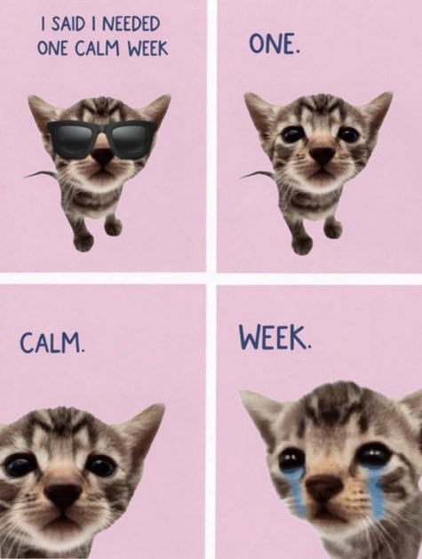 The image features a cartoon cat wearing sunglasses with the caption "I'm tired, boss". This phrase is used as an inside joke or humorous comment about being tired. The cat appears to be wearing sunglasses for a photo opportunity, adding to the lighthearted nature of the image and its connection to the post.