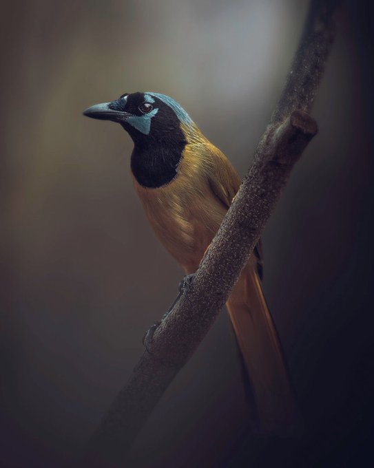 A photorealistic rendering of a colorful bird with a black head, teal crown, and orange breast perched on a branch against a moody dark background.