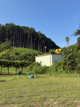A grassy field with a small shed nestled among green trees and a forested hillside under a clear blue sky, with a blue container visible on the grass.