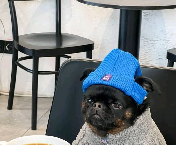 A small black and brown dog wearing a blue knit beanie with a 'Get Real' patch sits at a cafe table, looking at the camera with a serious expression.