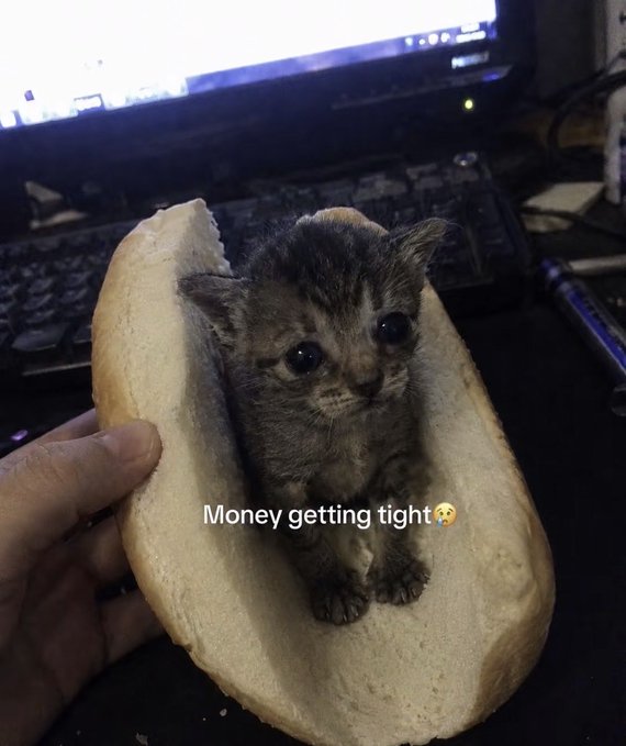 A tiny tabby kitten sits nestled inside a bread bun held by a hand in front of a computer keyboard, with the caption "Money getting tight 😭" playfully humorizing the post's complaint about no new all-time high hype after 36 hours—comparing the crypto trader's tight budget to the kitten being squeezed into a small bun.