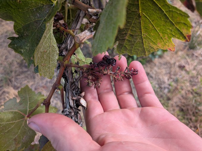 A close-up view of a hand gently touching a cluster of dark, dried berries or grapes growing on a leafy green vine outdoors.