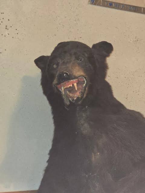 A black bear mount is displayed on a wall, shown with its mouth open in a snarl revealing sharp teeth and a red tongue, appearing to be a hunting trophy.