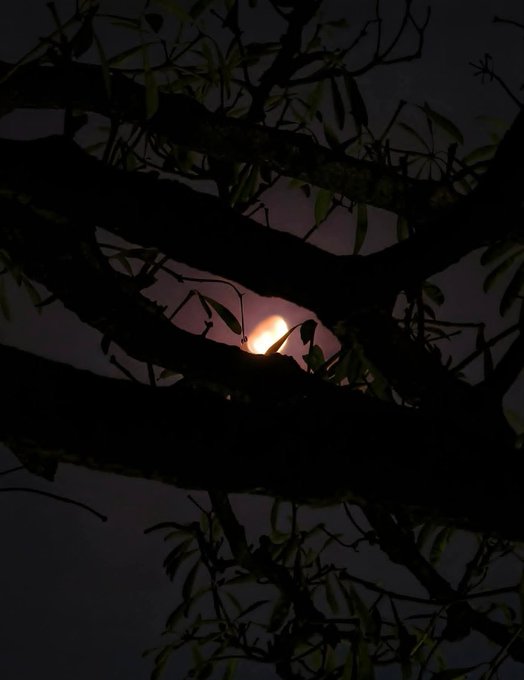 The image features a tree branch with a partially obscured moonlight shining through, creating an atmospheric scene. The moonlight appears to be coming from behind the tree branches, adding depth and intrigue to the image. The background of the photo is dark, which further emphasizes the brightness of the moonlight. The caption at the bottom of the image reads "Good night all X fam. Have a sweet dream & quite sleep with @XOOBNetwork and also bullish on @useTria." This message seems to be related to the tree branch and its connection to the moonlit scene, possibly suggesting that the moonlight is a symbol for something or someone in the image.
