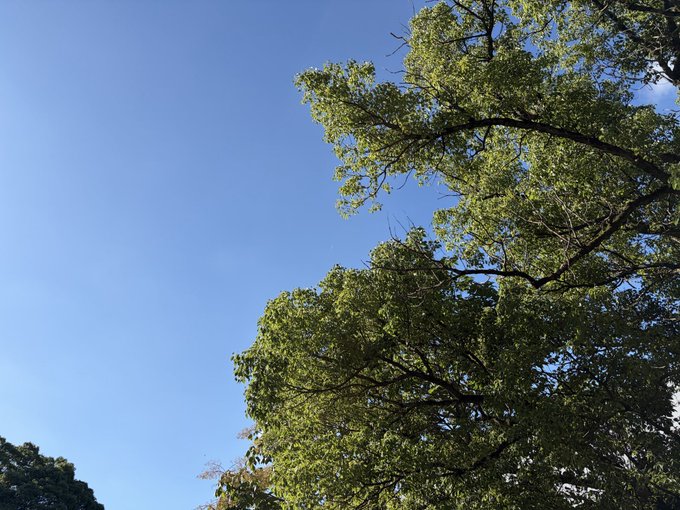 A photograph looking up at green tree branches against a clear blue sky.