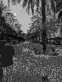 A grainy black and white image of a beach scene with palm trees, water, and what appears to be a boat or structure in the distance.