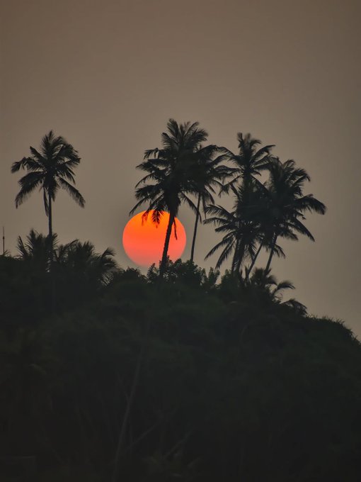 A vivid orange sun sets behind silhouettes of tall palm trees on a tropical hillside. The serene evening sky complements the "Good Night CT" message, evoking a peaceful close to the day.