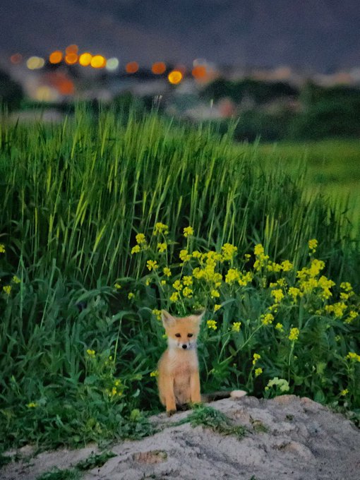 A small orange kitten sitting in a field of green grass and yellow wildflowers at dusk, with blurred city lights glowing in the distance.