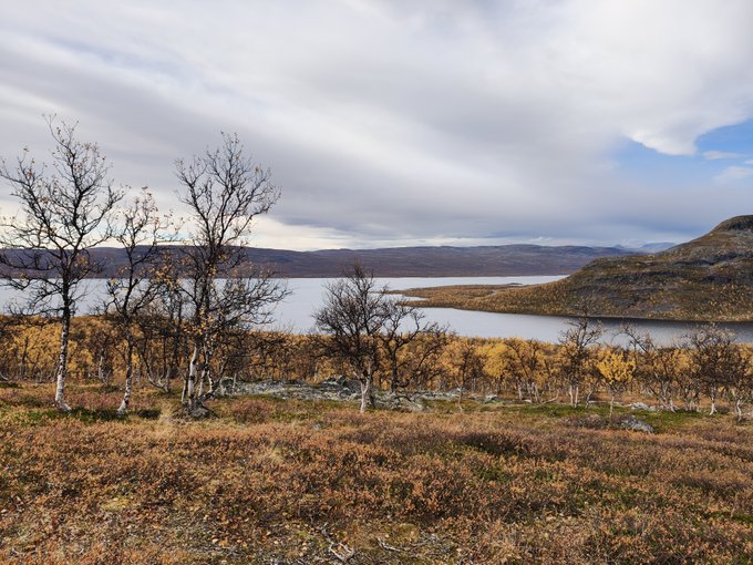 An autumn landscape features a lake surrounded by yellow-leafed birch trees, rolling hills, and mountains under a cloudy sky.