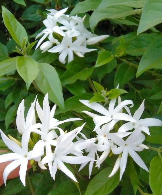 The image features a close-up view of white flowers with green leaves, likely jasmine or another similar flower species. The flowers are arranged in various positions within the frame, creating an interesting visual effect. The background appears to be a blurred garden setting, which further emphasizes the focus on the flowers and their details.
