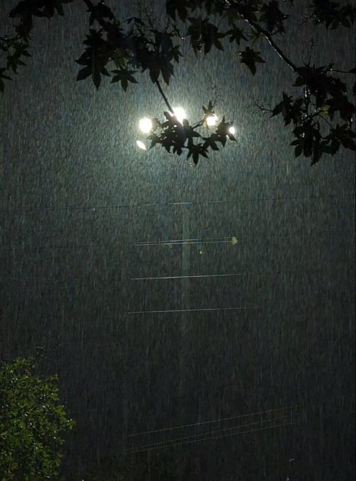 Nighttime photograph of heavy rainfall illuminated by overhead street lights, viewed through silhouetted tree branches and leaves, with rain falling in front of a dark building.