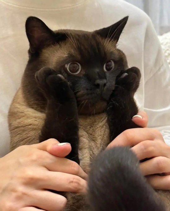A Siamese cat with dark brown points looks startled, with its paws raised, as a person's hands gently hold its legs and a dark tail curls into the foreground. The image appears unrelated to the post, which promotes a crypto market newsletter by Linn.