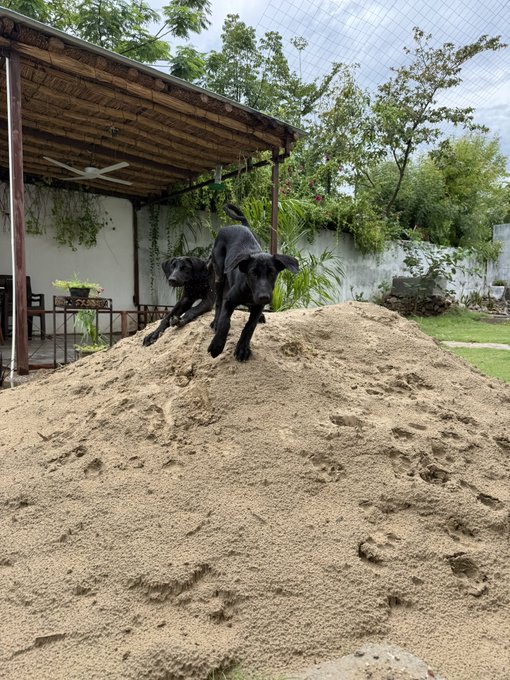 A black dog mid-leap over a pile of sand in an outdoor courtyard area with a wooden pergola and greenery in the background.