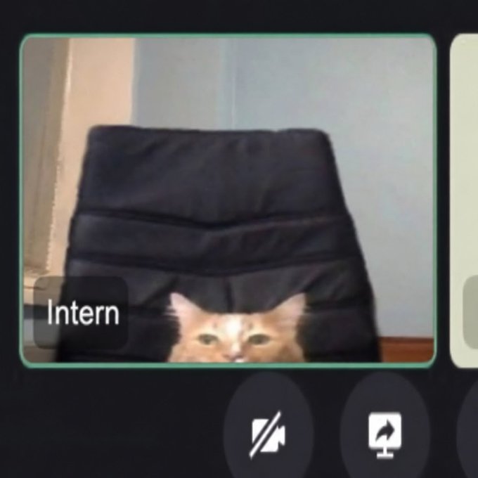 A photograph of a video call screen displaying a calico cat sitting in a black office chair, labeled 'Intern' in the corner.