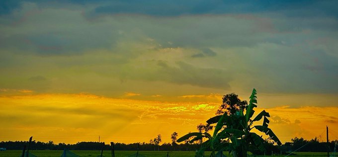 A vibrant orange and yellow sunset fills the sky behind silhouetted banana trees and a fence line.