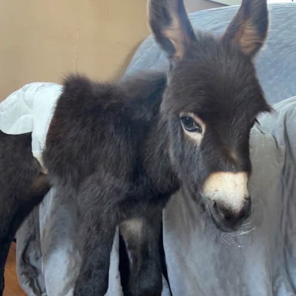 A small black donkey foal with large ears rests its head on a gray cushion, gazing softly at the camera with a white muzzle and one visible eye.