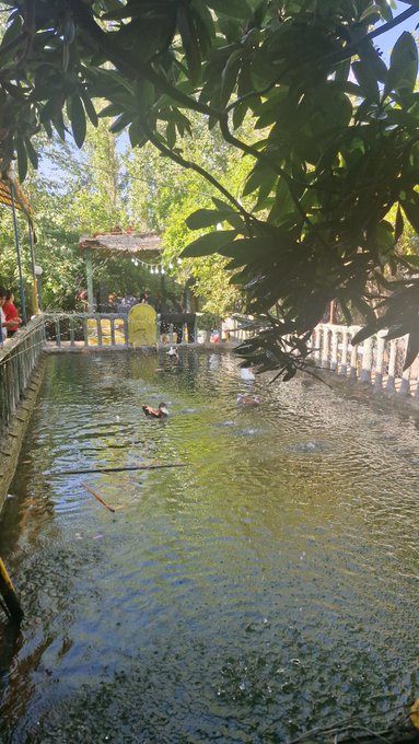 Ducks swim in a reflective pond surrounded by a stone fence and lush green trees, with a small pavilion visible in the background.