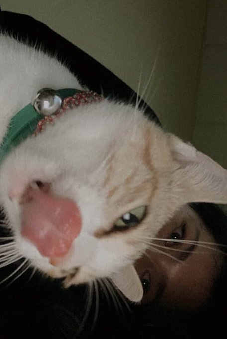 A close-up selfie of a white and orange cat with its tongue sticking out, with a person's face partially visible behind it.