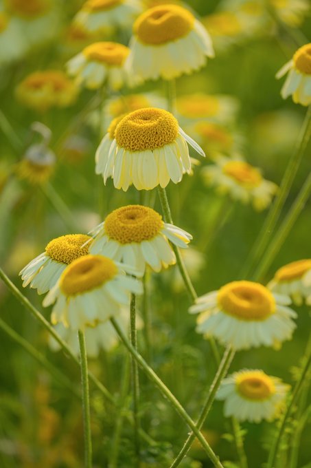 A close-up photograph of chamomile or daisy-like flowers with white petals and yellow centers growing in a green field with a blurred background.