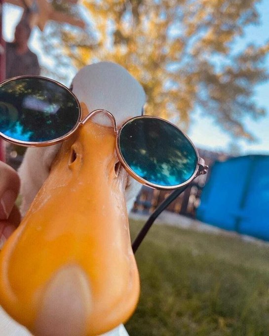 The image features a duck wearing sunglasses that are oversized for its head. The duck has a pair of sunglasses on top of its head, giving it a quirky and amusing appearance. The background shows a grassy area with trees, creating an outdoor setting. There is also text in the image that reads "Good morning Kraken x @wallchain is more than a rewards campaign. Users earn 500 INK points after their first trade, while continued activity unlocks more Quacks. Paired with Wallchain's AI creator matching, projects can focus on building while reaching the right".