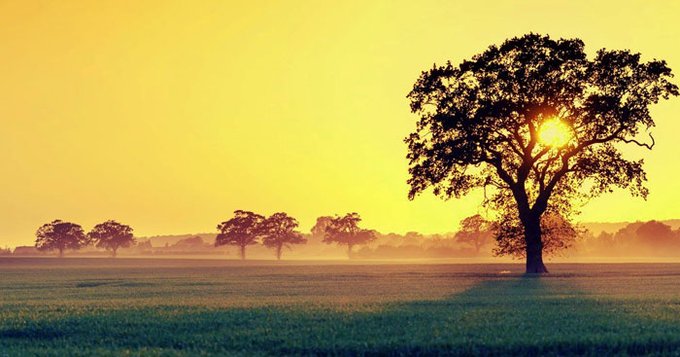 The image features a beautiful sunset over a field with trees, including one large tree that has its sunburst visible through the branches. The sky above the scene is painted in shades of yellow, creating a warm and serene atmosphere. In the background, there are several other trees scattered across the landscape, adding depth to the scene. The image also contains text elements such as "Goog afternoon lengend!" and "@NomismaNetwork" which may be related to the content or context of the post.