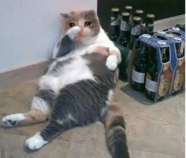 A grumpy-looking cat sits slumped against a wall next to cases of beer, looking utterly defeated. The image humorously captures the poster's dramatic regret over missing a trip to Singapore, with the cat's dejected pose perfectly embodying their "FOMO and giving up" mood while their friends post vacation photos.