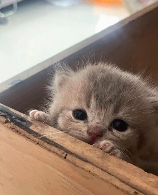 A tiny tabby kitten peeks out from between the wooden slats of a box, resting its paws on the edge.
