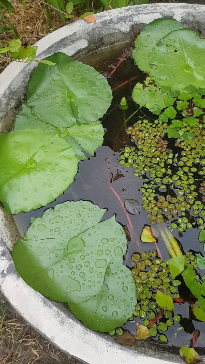 The image features a small pond with green plants, including water lilies, floating on top of the water. The pond has a gray base and appears to be filled with various types of aquatic vegetation. There are also several leaves floating around the pond, adding to its natural ambiance.