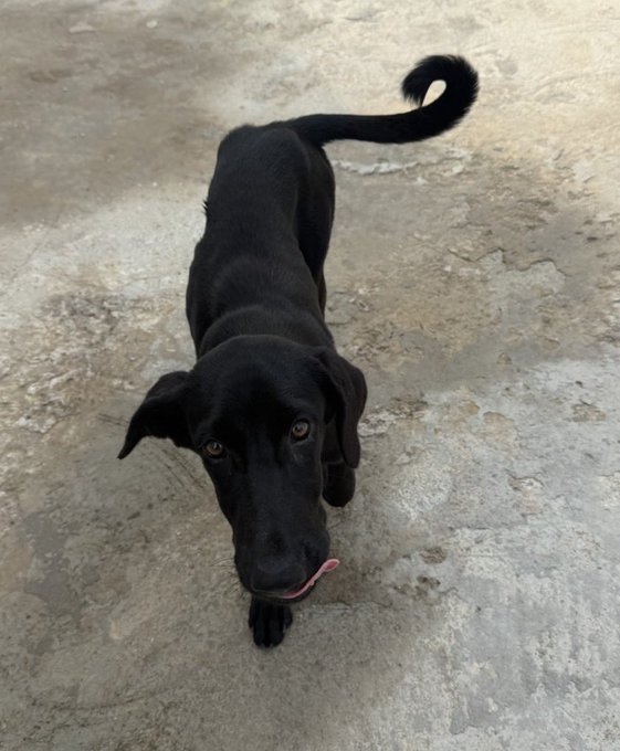 A black puppy standing on a concrete surface, looking up at the camera with its tongue slightly sticking out.