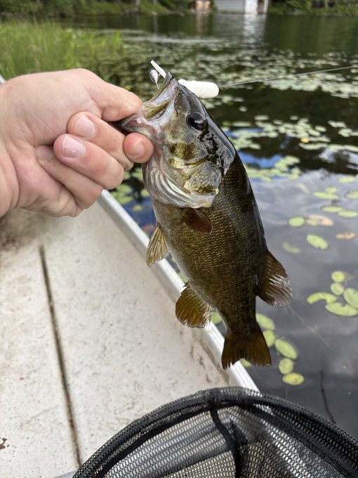 A smallmouth bass caught on a fishing lure is held up against a backdrop of calm, lily pad-dotted water. The post humorously contrasts the peaceful fishing trip with curiosity about Bitcoin and Michael Saylor's recent moves, suggesting the angler has been disconnected from crypto news while enjoying the outdoors.
