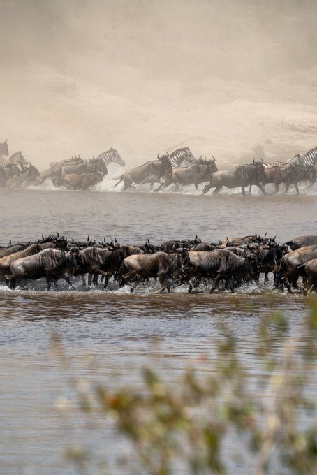 A herd of wildebeest and zebras cross a river during the Great Migration, mirroring the post's metaphor of a massive, unstoppable movement forward—just as crypto holders are urged to ride the incoming "great migration" on the Sui ($SUI) network toward millionaire status.