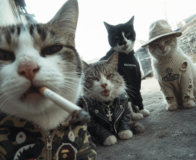 Meme image of four cats dressed in streetwear and luxury fashion, including Balenciaga and Vivienne Westwood outfits, with one cat smoking a cigarette in the foreground.