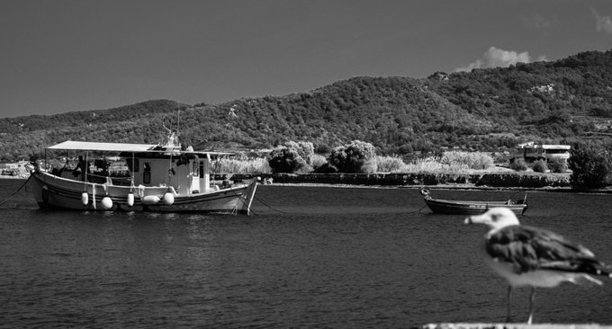 A black-and-white photograph of a coastal scene with fishing boats anchored in calm water, hills in the background, and a seagull standing in the foreground on the right.
