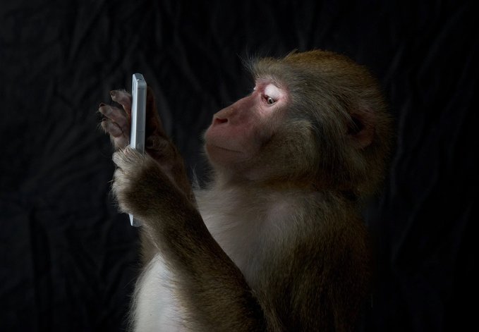 A monkey stares intently at a smartphone against a dark background, appearing to analyze information on the screen. The image humorously illustrates the post's sentiment, as the focused primate resembles a trader checking their leveraged positions with eager anticipation.