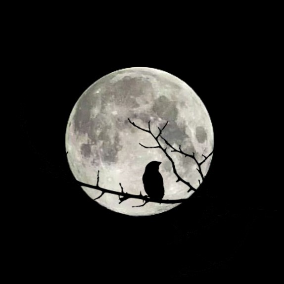 A silhouette of a small bird perches on a bare branch against the backdrop of a large, detailed full moon in a black night sky.