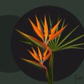 An illustration of orange bird of paradise flowers (Strelitzia) set against a dark background.