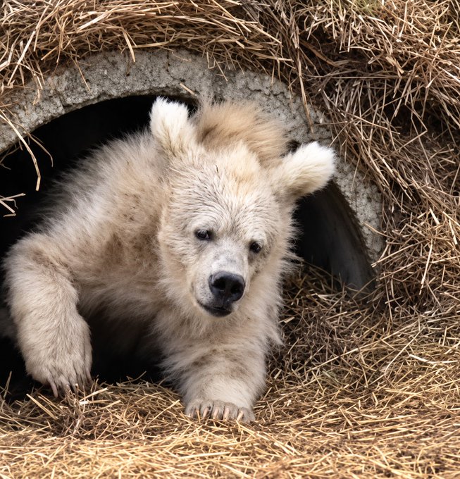 A fluffy light-colored bear cub emerging from a den surrounded by hay/straw, looking directly at the camera with a curious expression.