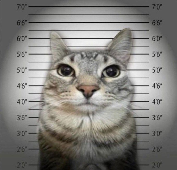 A tabby cat is photographed in front of a height chart background, with its ears reaching about 6 inches and body extending below 2 inches.