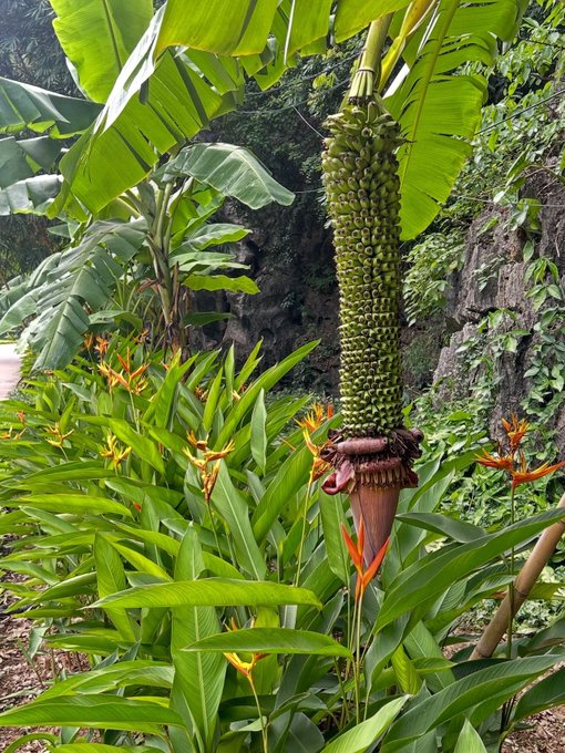 A banana plant bearing an impressive cluster of green fruit stands prominently among lush tropical foliage and vibrant orange heliconia flowers. The image's depiction of nature's abundance parallels the message's reflection on mindful choices—urging focus on genuine needs amid life's many options, much like selecting only the ripe fruits from an abundant bunch.