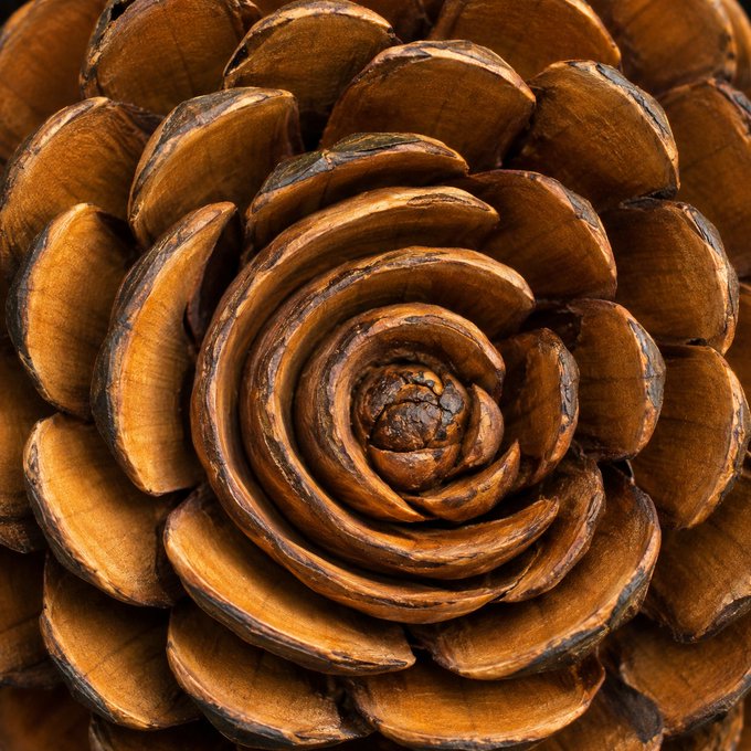 A carved wooden pinecone with tightly layered, golden-brown scales spiraling inward toward a textured center. The image's organic, growing-from-the-center pattern visually echoes the post's theme of nurturing connections and seeding future growth.