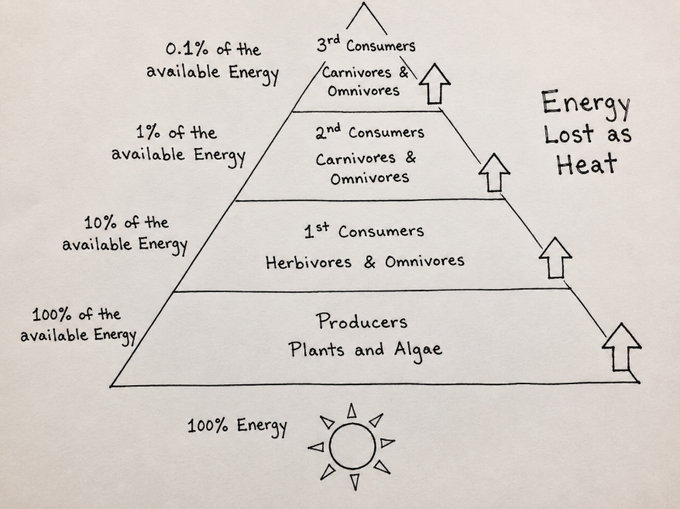 Hand-drawn educational diagram of an energy pyramid showing energy flow from producers (100%) through 1st, 2nd, and 3rd consumers (10%, 1%, 0.1%) with arrows indicating energy lost as heat.
