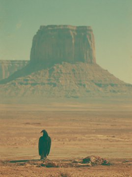 A black bird stands in a desert landscape with a large, flat-topped mesa in the background, captured with a vintage, faded film aesthetic.