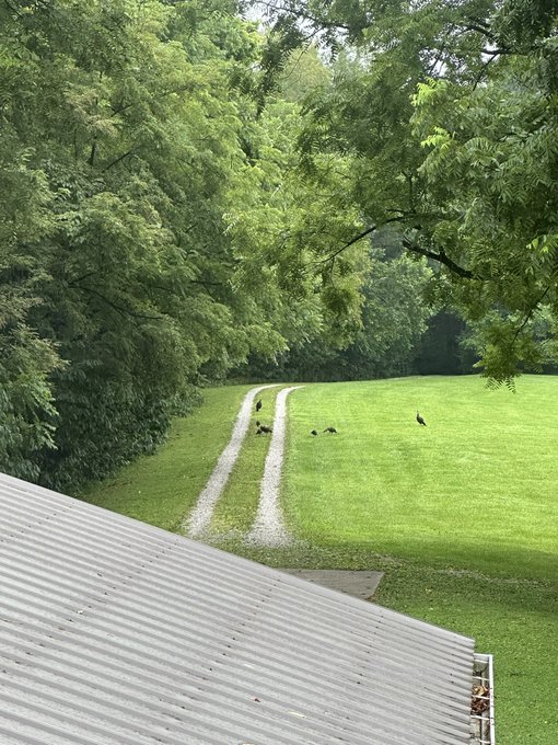 A view from above a metal roof showing a gravel driveway leading through a green lawn surrounded by lush trees, with several dark birds (likely wild turkeys) scattered across the grass.