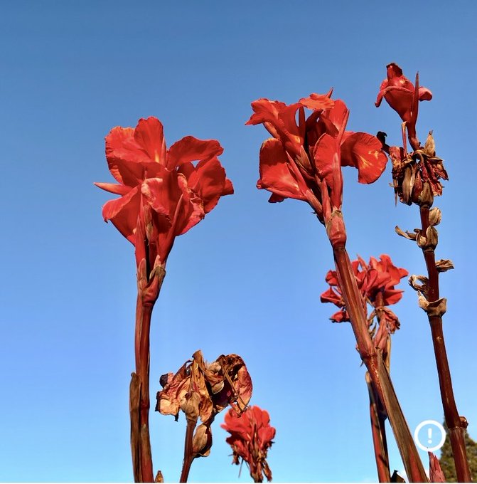 Vibrant red canna lily flowers in bloom against a clear blue sky, with some wilting petals visible.