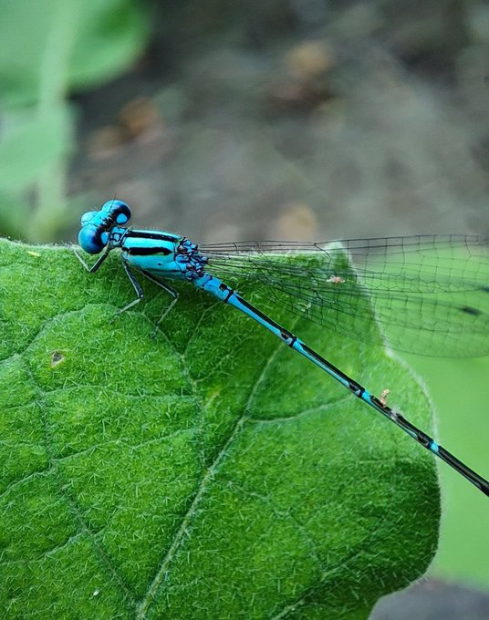 A close-up macro photograph of a bright blue damselfly resting on a green leaf.