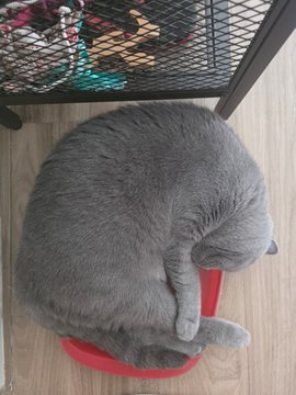 A gray cat curled up sleeping inside a red bowl on a wooden floor.
